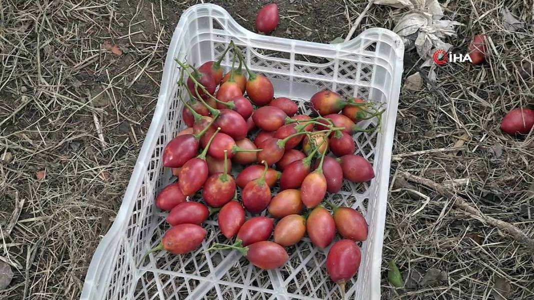 İlk kez görenler şaşkınlıkla izliyor: Bu domates ağaçtan toplanıyor! Yıllar önce o ülkeden getirdi, bu sezon bolluk yaşanıyor 13